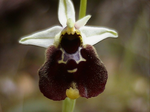 Ophrys chestermanii